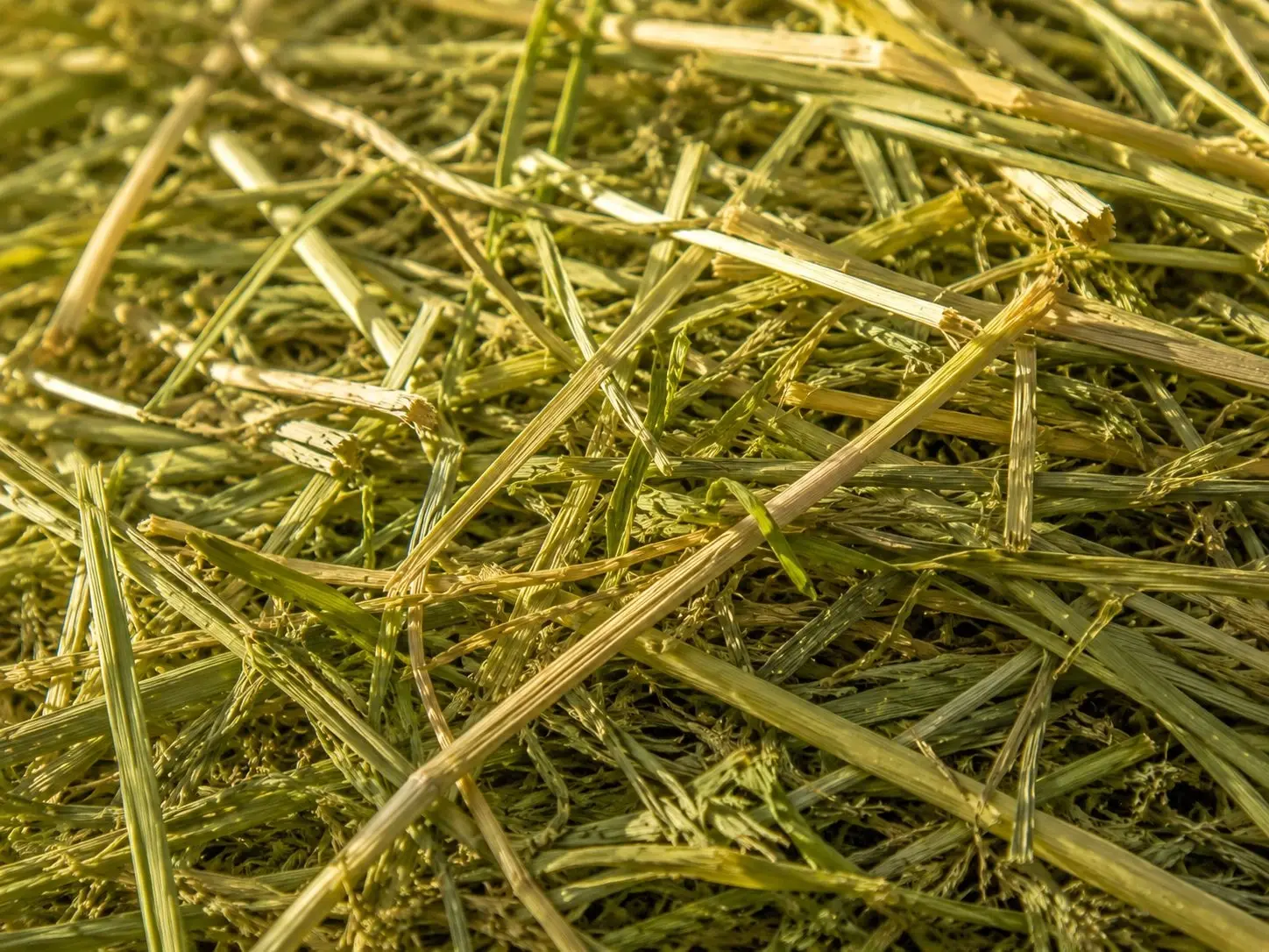 Alfalfa-Hay1