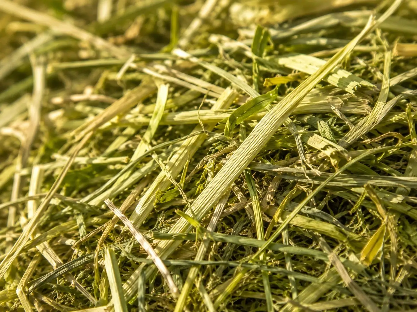 Timothy-Alfalfa-Hay1